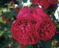 Red Edenrose (Eric Tabarly)