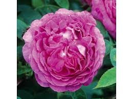 Reine des Violettes
