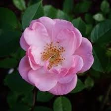 Rosa gallica