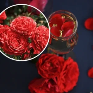 Red Passion