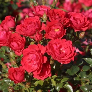 Rasberry Royal (Limesglut)