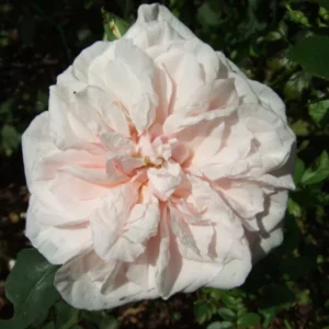 Souvenir de la Malmaison