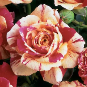 Vanille Fraise