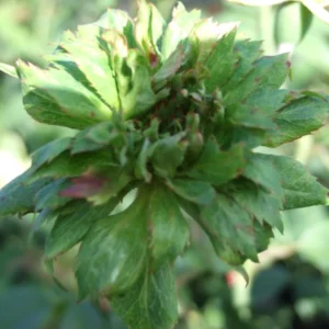 Viridiflora