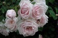 White New Dawn