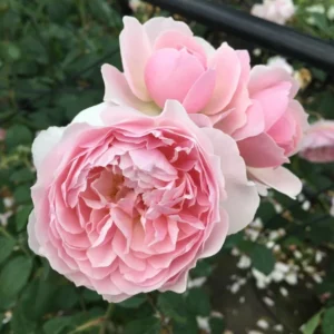 Wisley 2008